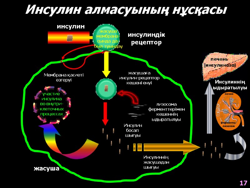 Инсулин алмасуының нұсқасы инсулиндік рецептор жасуша жасушаға инсулин-рецептор кешені енуі Мембрана қасиеті өзгеруі лизосома